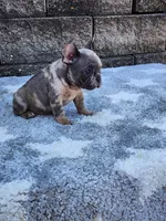 Daisy , a female French Bulldog for sale in Shipshewana, IN – 6 of 10