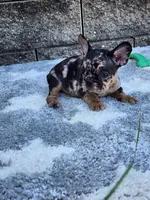 Cooper, a male French Bulldog for sale in Shipshewana, IN – 4 of 10