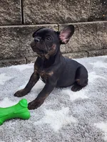 Gus , a male French Bulldog for sale in Shipshewana, IN – 7 of 7