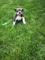 Ada, a female English Bulldog for sale in Shipshewana, IN – 5 of 6