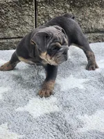 Milo, a male English Bulldog for sale in Shipshewana, IN – 5 of 6