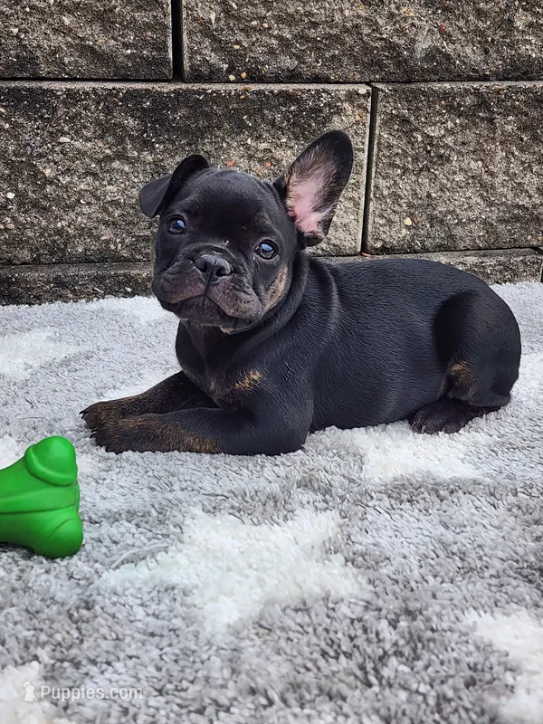 Gus  – French Bulldog puppy for sale in Shipshewana, IN