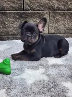 Gus , a male French Bulldog for sale in Shipshewana, IN – 1 of 7
