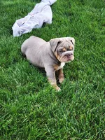 Gigi, a female English Bulldog for sale in Shipshewana, IN – 10 of 10