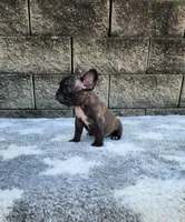 Jazz, a male French Bulldog for sale in Shipshewana, IN – 9 of 10