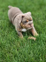Gigi, a female English Bulldog for sale in Shipshewana, IN – 2 of 10