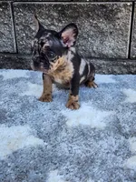Cooper, a male French Bulldog for sale in Shipshewana, IN – 3 of 10