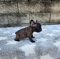 Jazz, a male French Bulldog for sale in Shipshewana, IN – 5 of 10