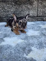Cooper, a male French Bulldog for sale in Shipshewana, IN – 9 of 10