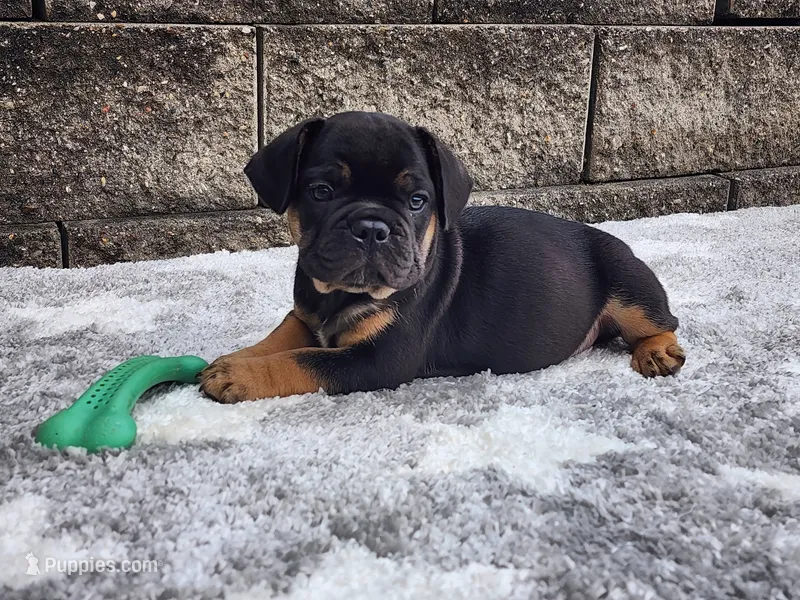 Logan – French Bulldog puppy for sale in Shipshewana, IN