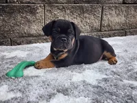 Logan, a male French Bulldog for sale in Shipshewana, IN – 1 of 6