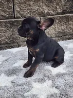 Gus , a male French Bulldog for sale in Shipshewana, IN – 6 of 7
