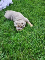 Gigi, a female English Bulldog for sale in Shipshewana, IN – 7 of 10