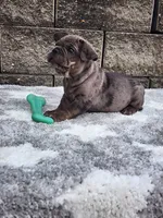 Ollie , a male French Bulldog for sale in Shipshewana, IN – 3 of 6