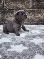 Prince, a male French Bulldog for sale in Shipshewana, IN – 5 of 8