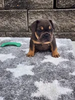 Cooper , a male French Bulldog for sale in Shipshewana, IN – 4 of 7