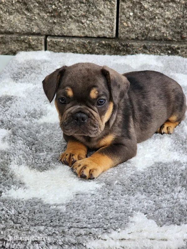Cooper  – French Bulldog puppy for sale in Shipshewana, IN