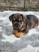 Cooper , a male French Bulldog for sale in Shipshewana, IN – 1 of 7
