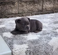 Sophie , a female French Bulldog for sale in Shipshewana, IN – 2 of 10