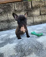 Jazz, a male French Bulldog for sale in Shipshewana, IN – 3 of 10