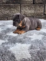Koda, a male French Bulldog for sale in Shipshewana, IN – 2 of 9