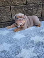 Gigi, a female English Bulldog for sale in Shipshewana, IN – 7 of 8