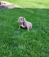 Gigi, a female English Bulldog for sale in Shipshewana, IN – 6 of 10
