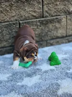 Peggy , a female English Bulldog for sale in Shipshewana, IN – 8 of 9