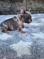 Daisy , a female French Bulldog for sale in Shipshewana, IN – 8 of 10