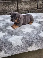 Koda, a male French Bulldog for sale in Shipshewana, IN – 9 of 9