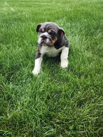 Ada, a female English Bulldog for sale in Shipshewana, IN – 3 of 6