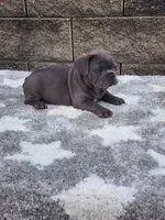 Prince, a male French Bulldog for sale in Shipshewana, IN – 3 of 8