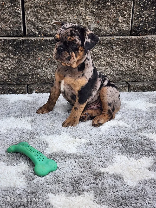 Axel – French Bulldog puppy for sale in Shipshewana, IN