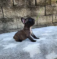 Jazz, a male French Bulldog for sale in Shipshewana, IN – 8 of 10