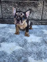 Cooper, a male French Bulldog for sale in Shipshewana, IN – 6 of 10