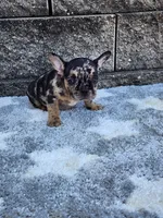 Cooper, a male French Bulldog for sale in Shipshewana, IN – 8 of 10