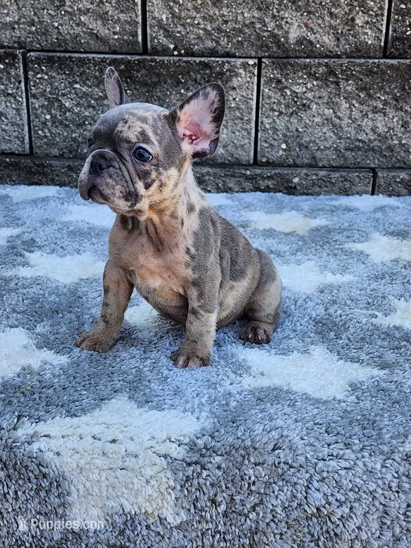 Daisy  – French Bulldog puppy for sale in Shipshewana, IN