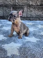 Daisy , a female French Bulldog for sale in Shipshewana, IN – 1 of 10