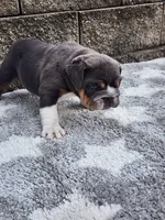 Ada, a female English Bulldog for sale in Shipshewana, IN – 2 of 7