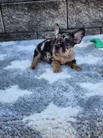 Cooper, a male French Bulldog for sale in Shipshewana, IN – 2 of 10