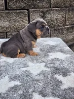 Quinn , a male French Bulldog for sale in Shipshewana, IN – 6 of 8