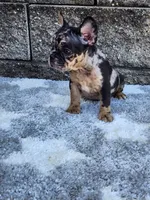 Cooper, a male French Bulldog for sale in Shipshewana, IN – 7 of 10