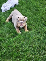 Gigi, a female English Bulldog for sale in Shipshewana, IN – 8 of 10