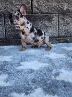 Ace, a male French Bulldog for sale in Shipshewana, IN – 6 of 10