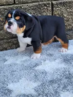 Lola, a female English Bulldog for sale in Shipshewana, IN – 2 of 8