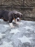 Ada, a female English Bulldog for sale in Shipshewana, IN – 6 of 7