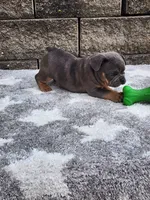 Koda, a male French Bulldog for sale in Shipshewana, IN – 7 of 9