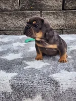 Cooper , a male French Bulldog for sale in Shipshewana, IN – 7 of 7