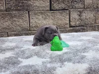 Sophie , a female French Bulldog for sale in Shipshewana, IN – 9 of 10