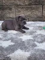 Prince, a male French Bulldog for sale in Shipshewana, IN – 4 of 8